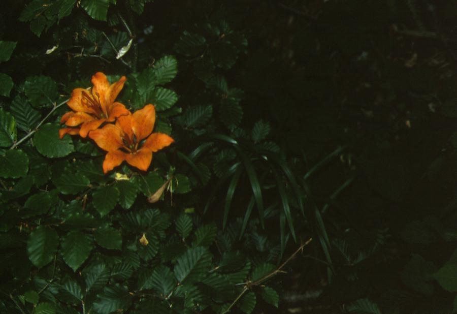 Lilium bulbiferum  subsp. bulbiferum / Giglio rosso